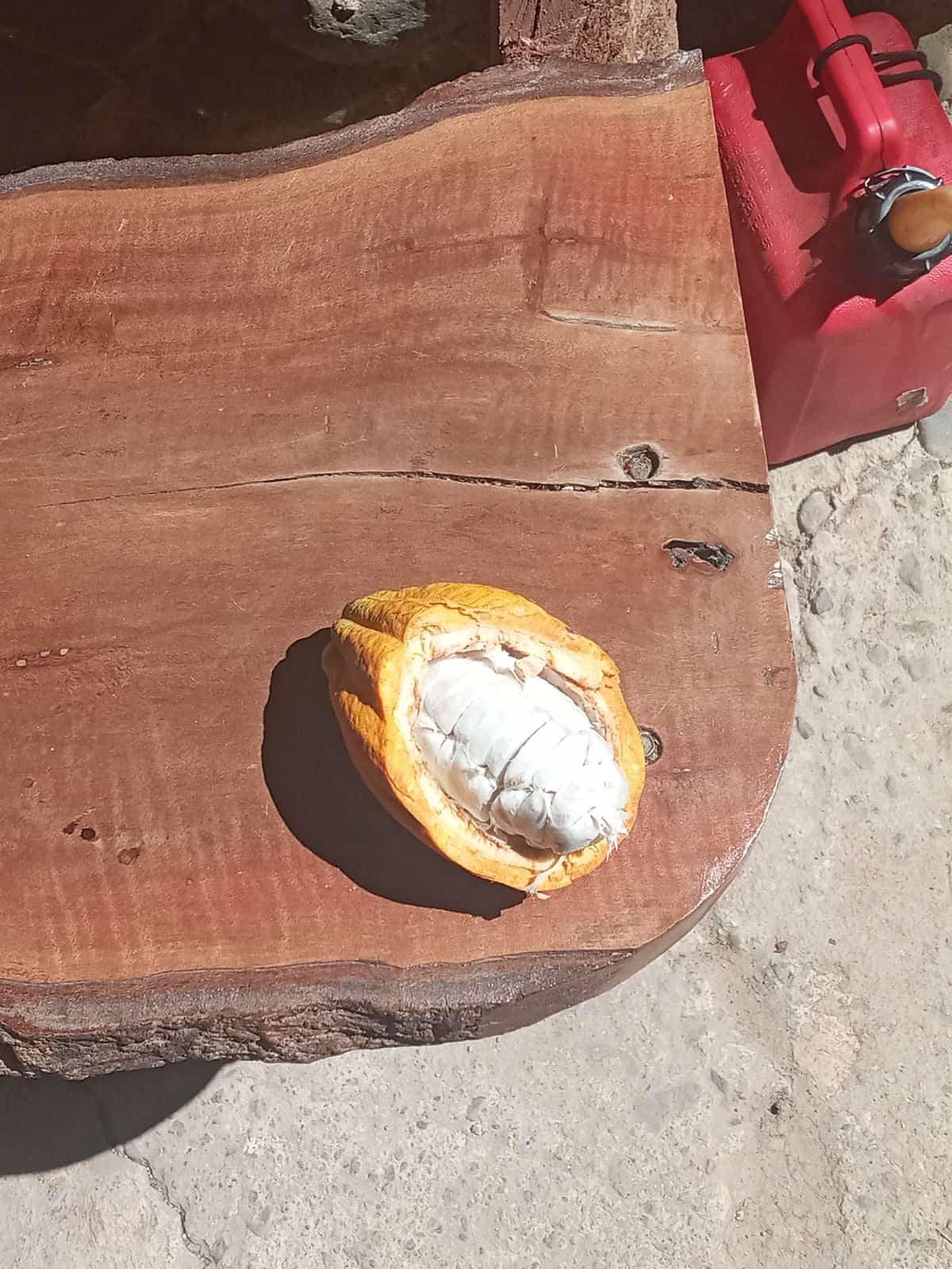 Mazorca de cacao abierta sobre una tabla, la pulpa blanca contra la cáscara naranja
