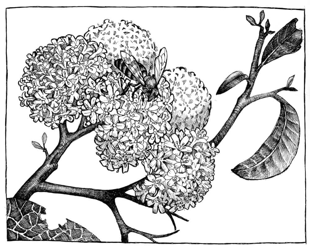 Dibujo a plumilla: una abeja sobre las umbelas en flor del Cordia alliodora